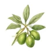 Ilustração de ramo de oliveira