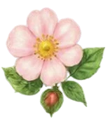 Ilustração de rosa silvestre